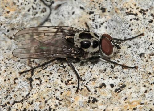 Réf. 201 018 : Anthomyia sp.